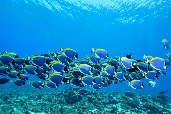 Powderblue okul surgeonfish — Stok fotoğraf