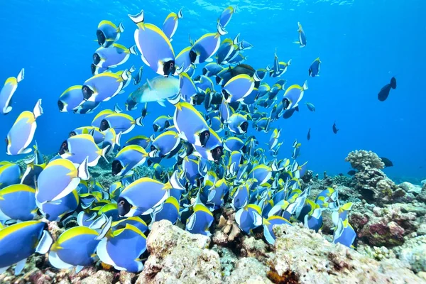 Škola PowderBlue – surgeonfish — Stock fotografie