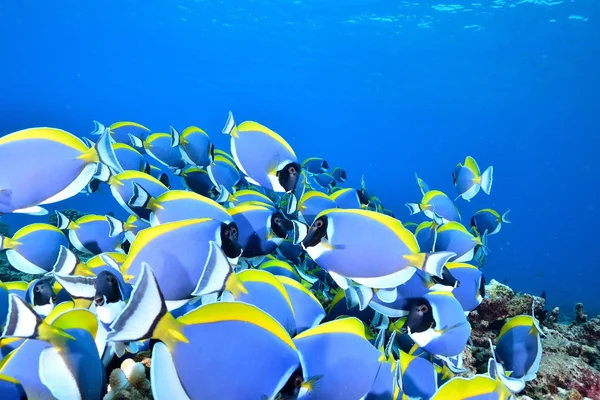 Škola PowderBlue – surgeonfish — Stock fotografie