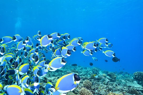 Škola PowderBlue – surgeonfish — Stock fotografie