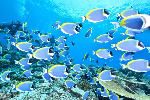 Pesce chirurgo blu polvere — Foto Stock