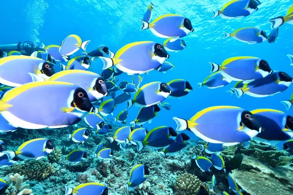 Powder blue surgeonfish