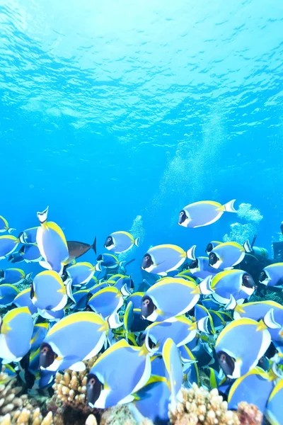 Světle modré surgeonfish — Stock fotografie