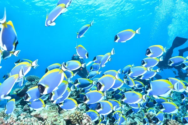 Světle modré surgeonfish — Stock fotografie