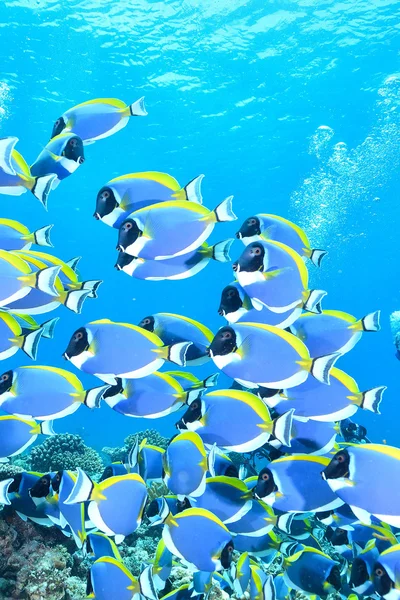 Světle modré surgeonfish — Stock fotografie