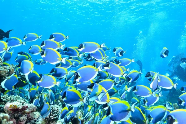 Světle modré surgeonfish — Stock fotografie