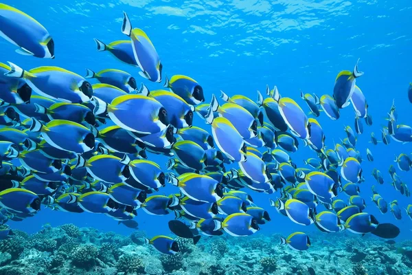 Škola světlemodrého surgeonfish — Stock fotografie