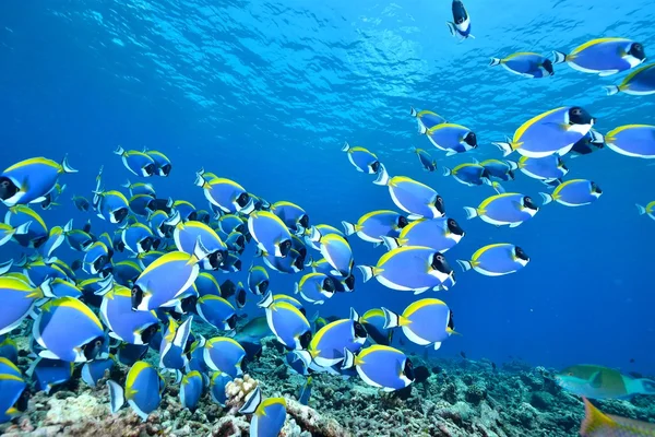 Škola světlemodrého surgeonfish — Stock fotografie