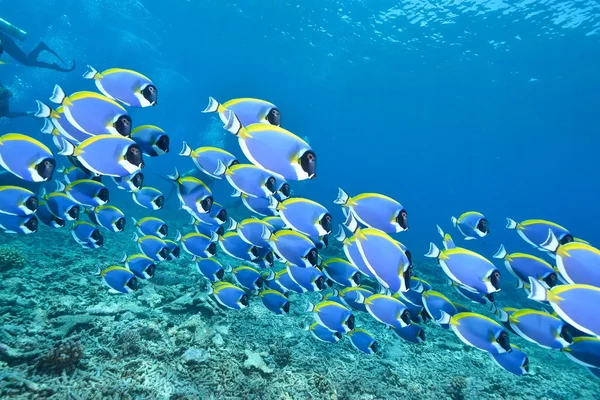 Škola světlemodrého surgeonfish — Stock fotografie