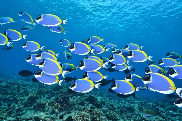 Scuola di Polvere blu chirurgo pesce — Foto Stock