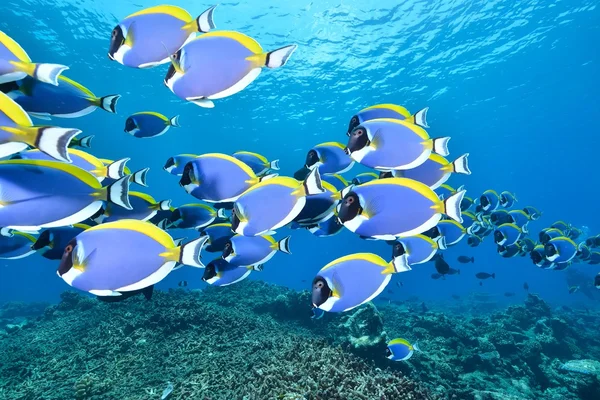 Škola světlemodrého surgeonfish — Stock fotografie