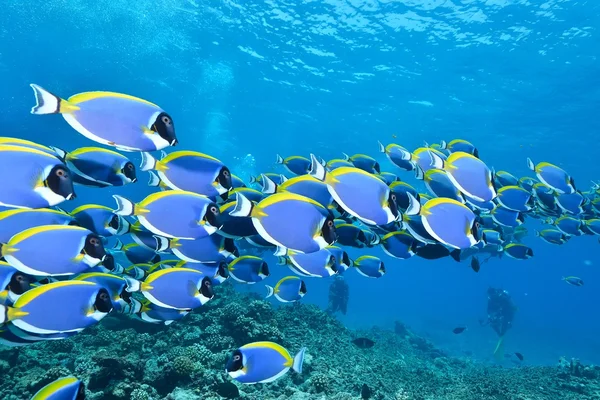 Škola světlemodrého surgeonfish — Stock fotografie