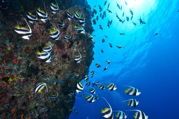 Scuola di bannerfish nel mare delle Maldive — Foto Stock