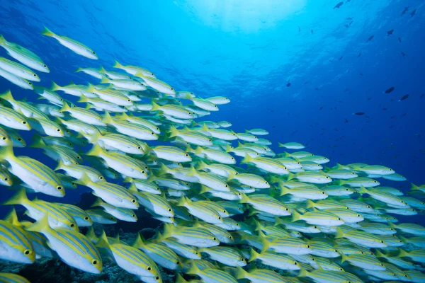 School van Blue lined snappers en Bengalen snappers — Stockfoto