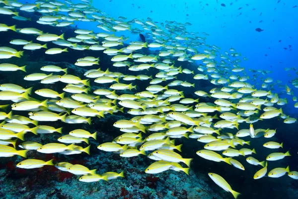 École des snappers bordés de bleu et des snappers du Bengale — Photo