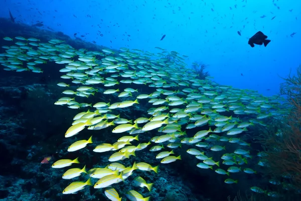 School of Bengal Snapper — Stock Photo, Image