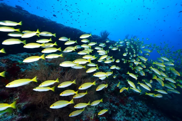 School van Bengalen Snapper — Stockfoto