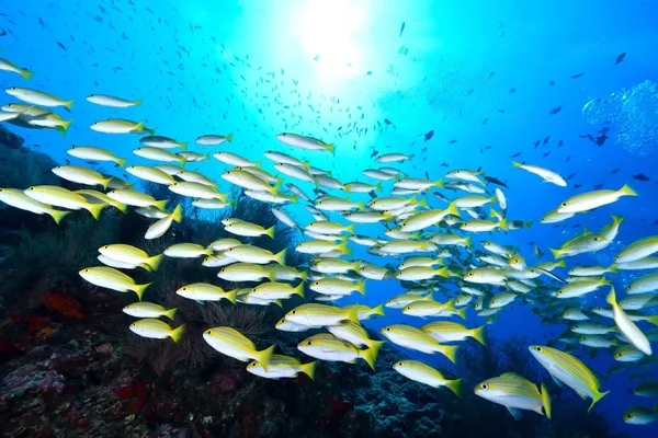 School van Bengalen Snapper — Stockfoto