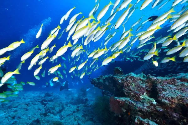 School van Bengalen Snapper — Stockfoto