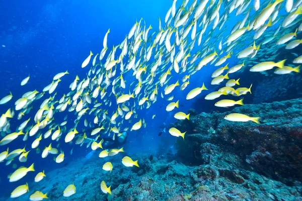 School van Bengalen Snapper — Stockfoto