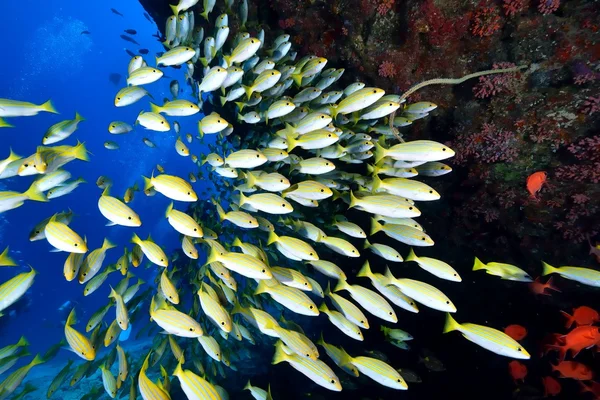 School van Bengalen Snapper — Stockfoto