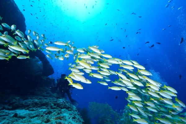 School van Blue lined snappers en Bengalen snappers — Stockfoto