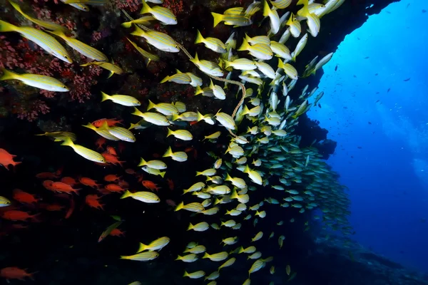 School of Bengal Snapper — Stock Photo, Image