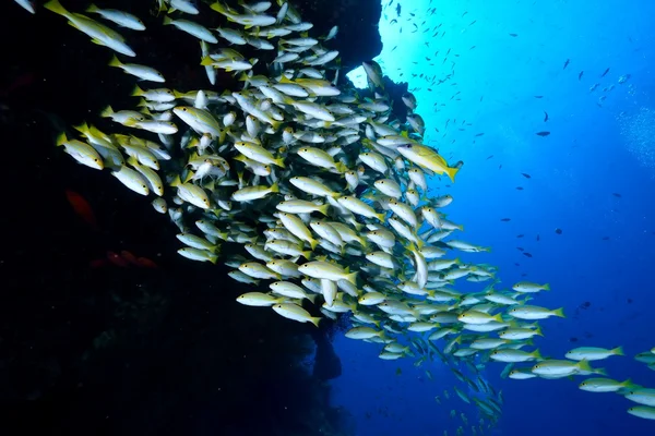 School van Bengalen Snapper — Stockfoto