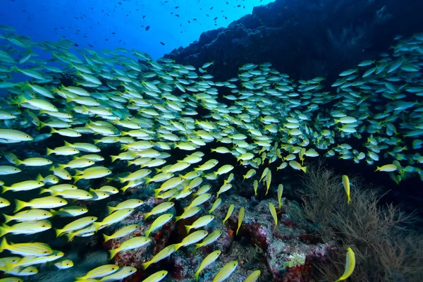 School van Bengalen Snapper — Stockfoto