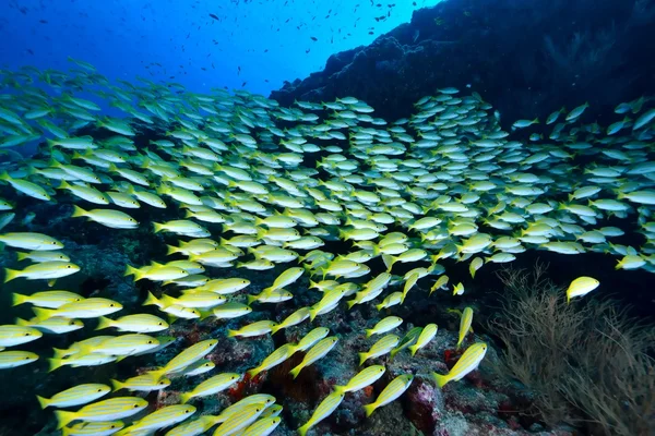 School van Bengalen Snapper — Stockfoto