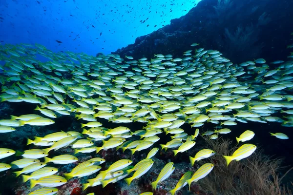 School van Bengalen Snapper — Stockfoto