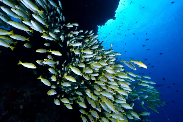 School van Bengalen Snapper — Stockfoto