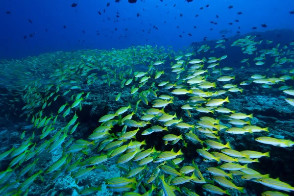 School van Bengalen Snapper — Stockfoto