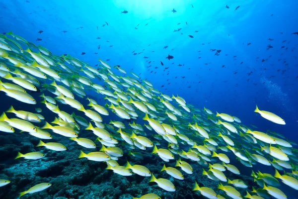 School van Bengalen Snapper — Stockfoto