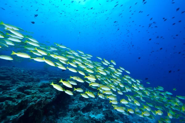 Σχολείο της Βεγγάλης Snapper — Φωτογραφία Αρχείου