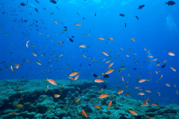 School of sea goldie — Stock Photo, Image