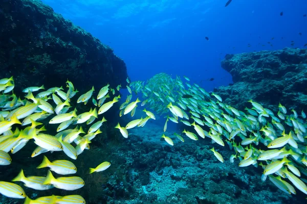 School van Bengalen Snapper — Stockfoto