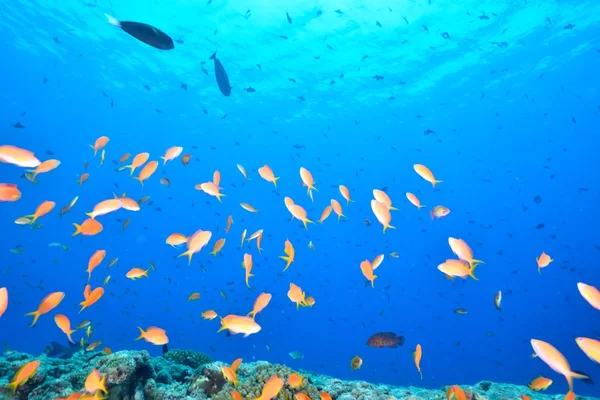 Escuela de goldie de mar — Foto de Stock