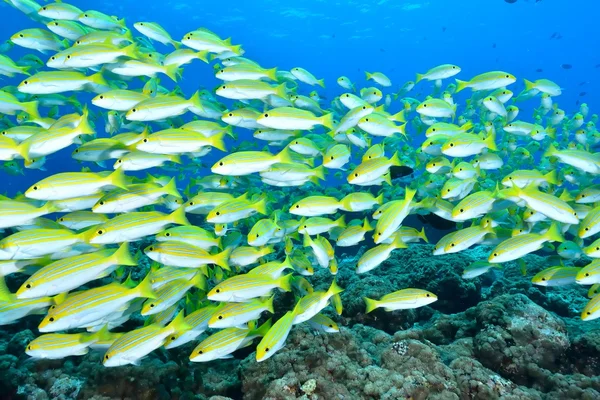 School van Bengalen Snapper — Stockfoto