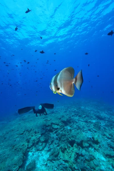 Un Batfish e subacqueo — Foto Stock