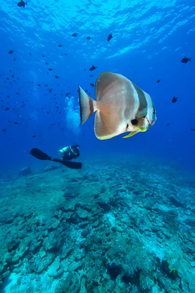 Un Batfish e subacqueo — Foto Stock
