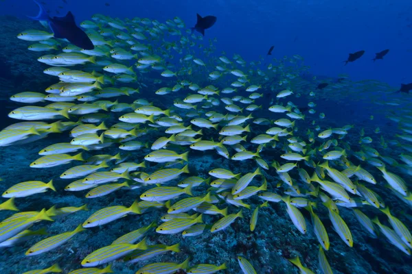 School van Bengalen Snapper — Stockfoto