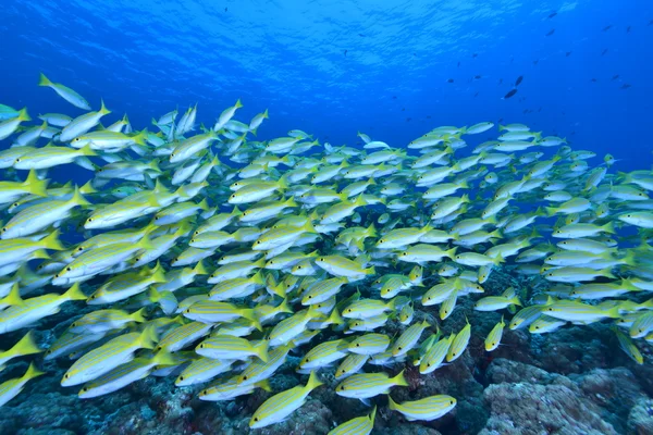 School van Bengalen Snapper — Stockfoto