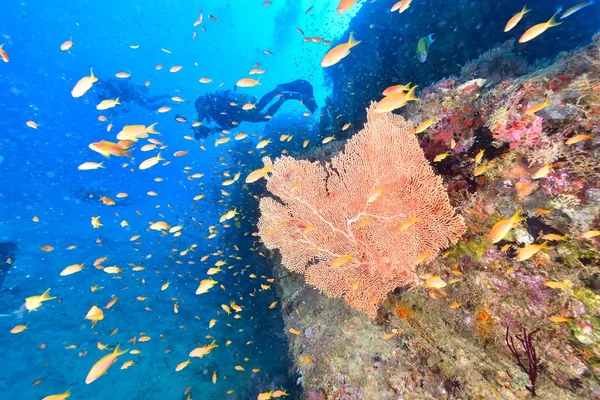 Школа морского гольди — стоковое фото