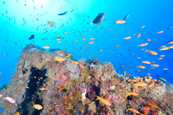 School of sea goldie — Stock Photo, Image