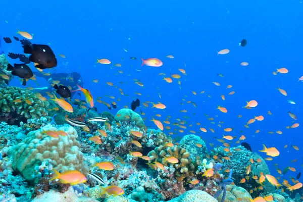 海の学校のゴールディ — ストック写真