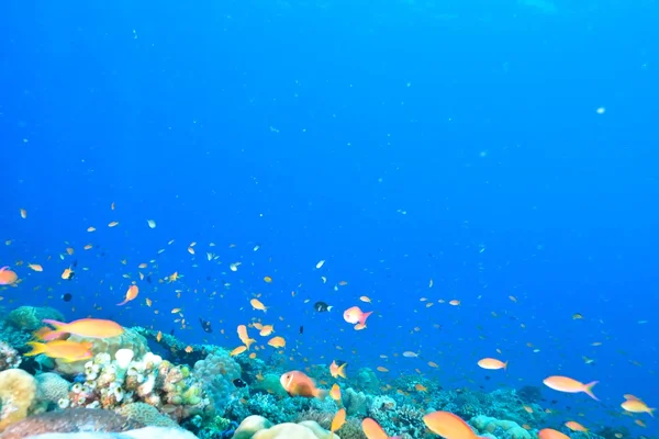 School of sea goldie — Stock Photo, Image