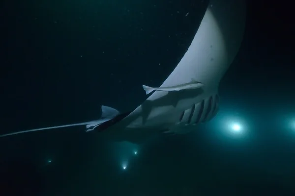 Manta Ray at Night diving