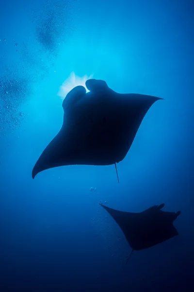 Een manta ray ontleend aan balg — Stockfoto