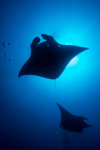 Een manta ray ontleend aan balg — Stockfoto
